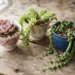 Succulent Tea Cup Ideas